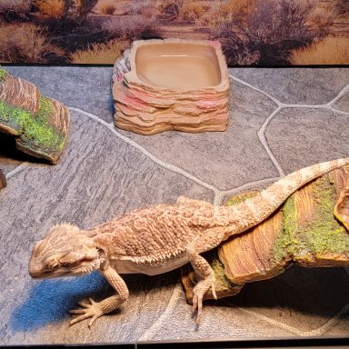 Bearded dragon shop cage flooring