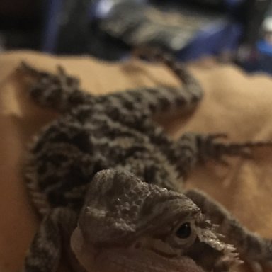 Beardie outlet Sling- Sunrays