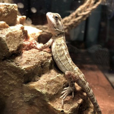 Pic for attention- Is excavator clay safe for beardies? Wanted to make  custom hides for him. : r/BeardedDragons