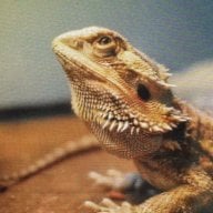 Buddy- The Bearded Dragon