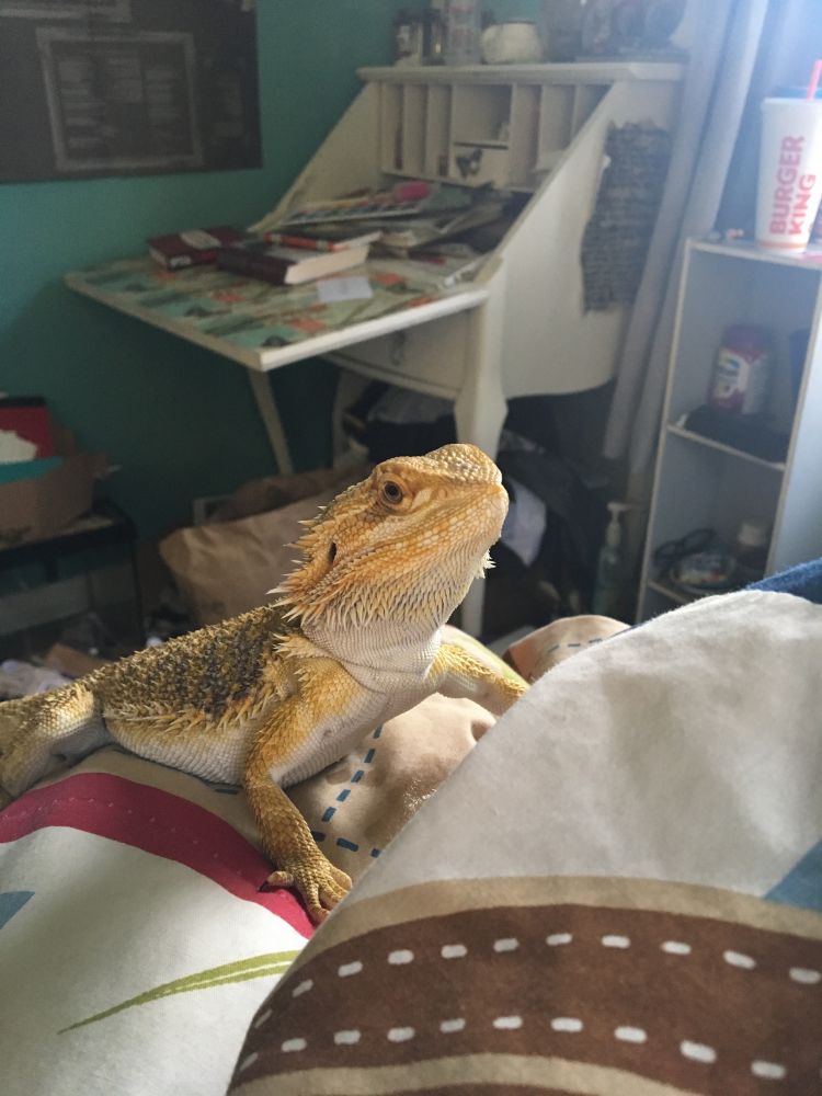 Bearded Dragon Lighting: Guide for Beginners (15+ Pictures)