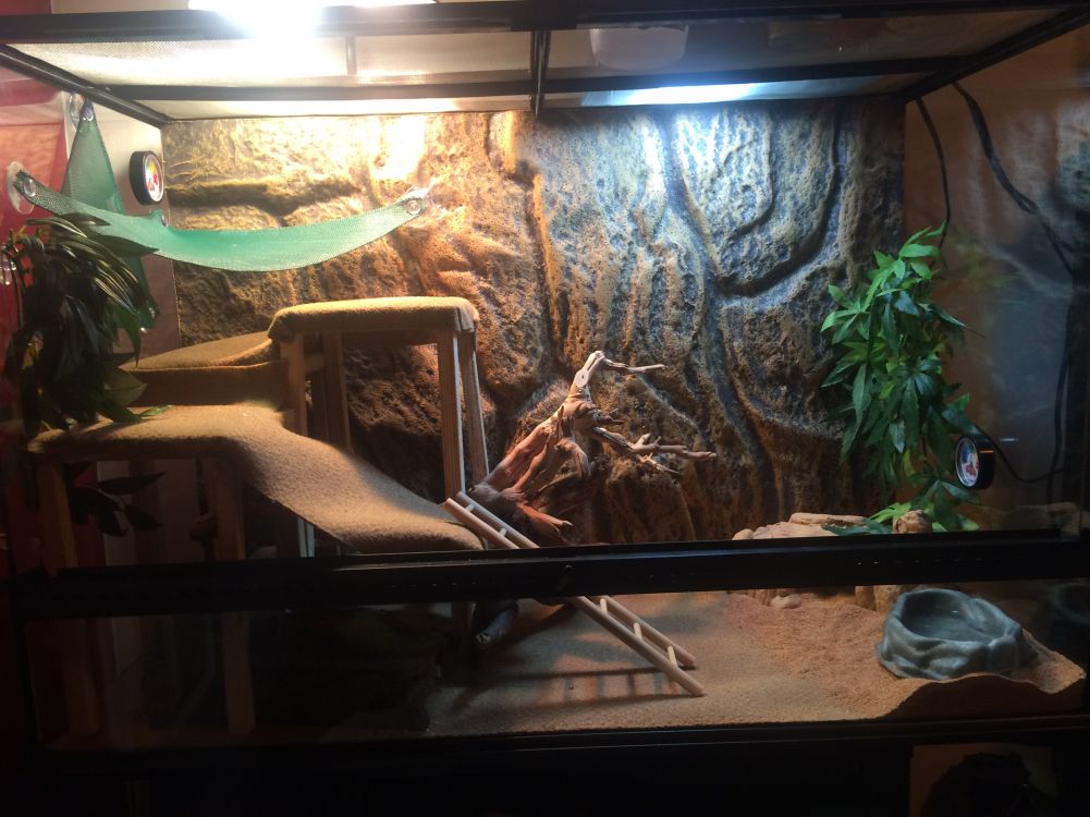 Troubleshooting Humidity Issues in Your Bearded Dragon's Tank - ABDRAGONS