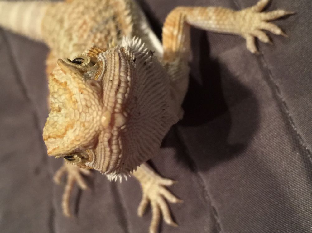 Sexing My Bearded Dragon General Discussion