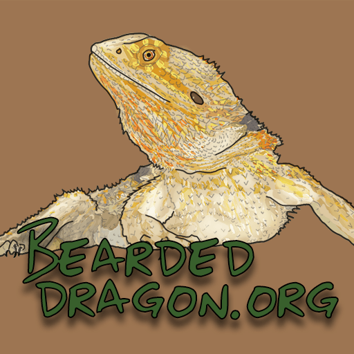 bearded dragon forums